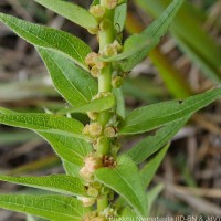 Gonostegia pentandra var. wightii (Benn.) Pull. & Karupp.